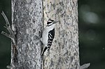 Thumbnail for File:Hairy woodpecker (30703350900).jpg