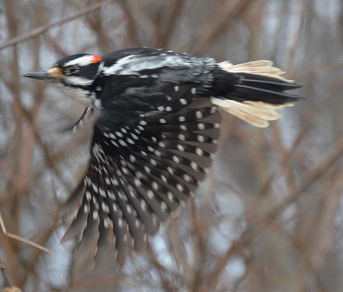 File:Hairy woodpecker m To ON flight.jpg