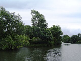 Hallsmead Ait island in the River Thames