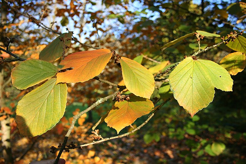 File:Hamamelis molis JPG1Fub.jpg