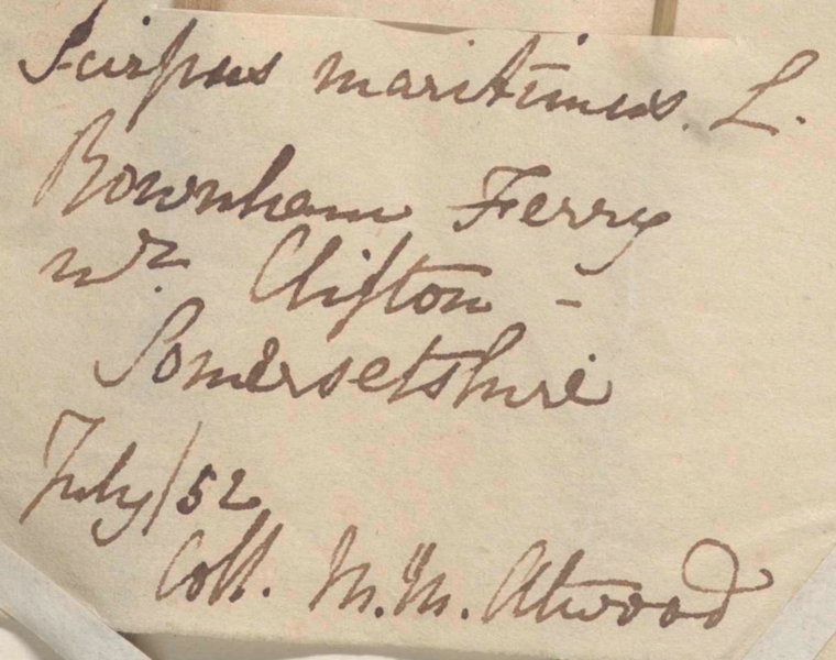 File:Handwriting sample of Martha Maria Atwood.png