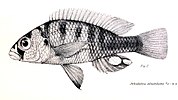 Haplochromis eduardianus