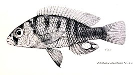 Haplochromis eduardianus