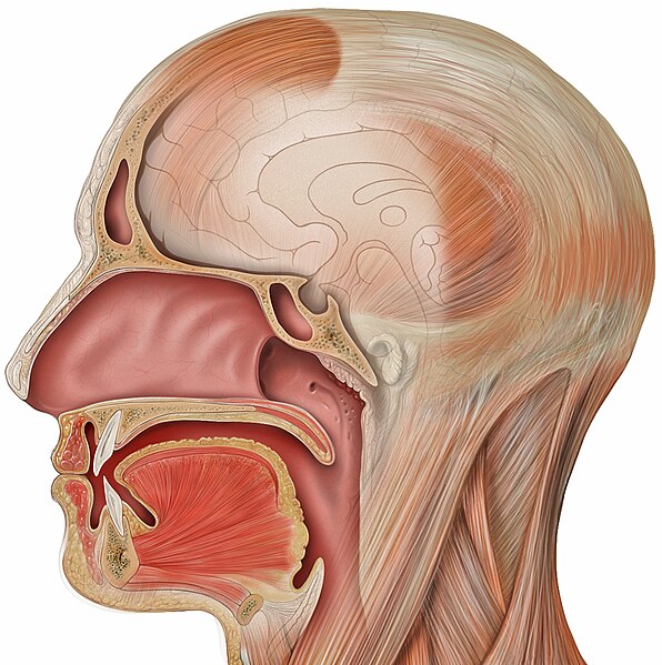 File:Head lateral sagittal mouth.jpg