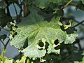 Hedera helix 'Melanie', Bluszcz pospolity 'Melanie', 2019-09-15