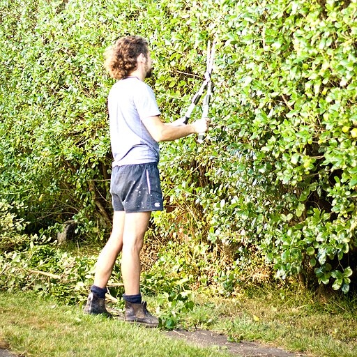 Hedge clipping
