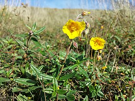 Helianthemum nummularium subsp.  obscuro sl14.jpg