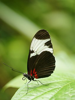 Bộ sưu tập cánh vẩy 4 - Page 48 253px-Heliconius_sapho