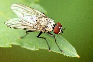 <i>Helina maculipennis</i> Species of fly