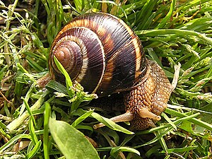 Striped garden snail