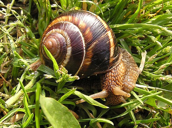 Виноградная улитка наземная. Helix lucorum — Горная улитка. Улитка Садовая обыкновенная. Эскарго улитки Греция. Флоридские древесные улитки.