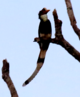 Helmeted Hornbill.tif