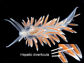 Diverticulum (mollusc anatomy)