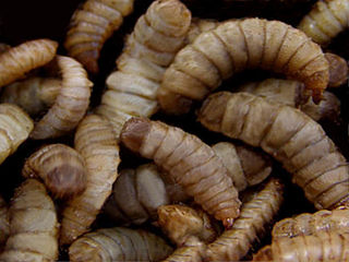 <span class="mw-page-title-main">Maggot farming</span> Growing maggots for industrial use