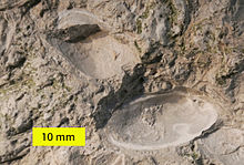 The large ostracod Herrmannina from the Silurian (Ludlow) Soeginina Beds (Paadla Formation) on eastern Saaremaa Island, Estonia HerrmanninaSilurianEstonia.jpg