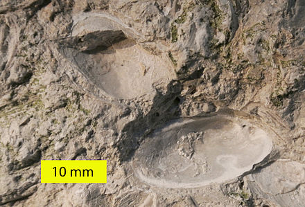 The large ostracod Herrmannina from the Silurian (Ludlow) Soeginina Beds (Paadla Formation) on eastern Saaremaa Island, Estonia