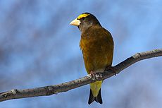 Evening Grosbeak Gros-bec errant