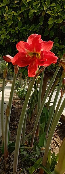 File:Hibiscus at patiala.jpg