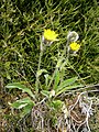 Hieracium alpinum