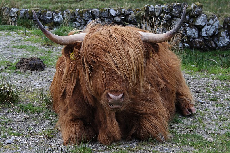 Highland cattle - Wikipedia