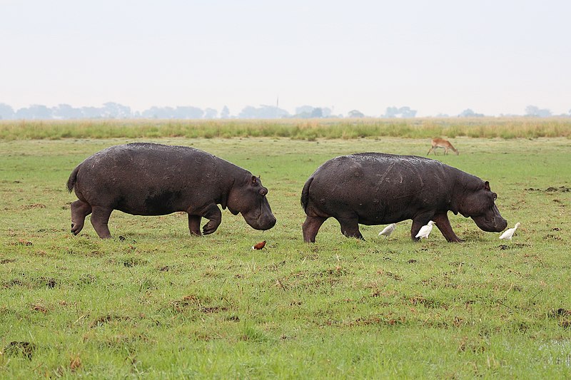 File:Hippopotamus in Chobe National Park 05.jpg