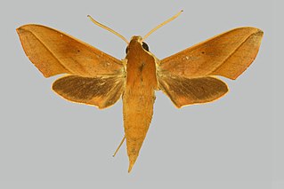 <i>Hippotion batschii</i> Species of moth