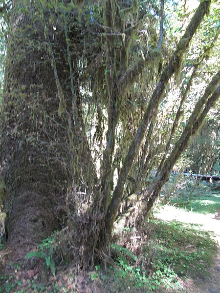 File:Hoh Rainforest - Olympic National Park - Washington State (9780236696) (2).jpg