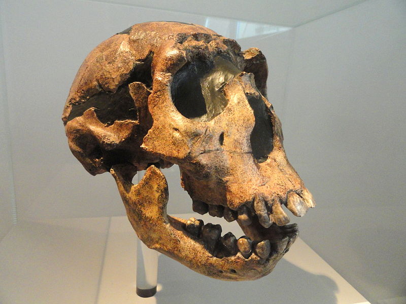 File:Homo ergaster skull - Naturmuseum Senckenberg - DSC02098.JPG