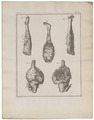 Homo sapiens - Afwijking - 1700-1880 - Print - Iconographia Zoologica - Special Collections University of Amsterdam - UBA01 IZ19600216.tif