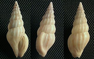 <i>Horaiclavus splendidus</i> Species of gastropod