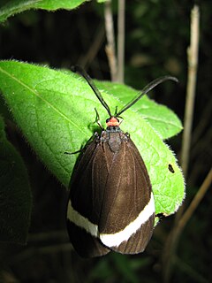 <i>Pidorus glaucopis</i> Species of moth