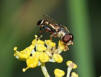 Syritta pipiens (Syrphidae)