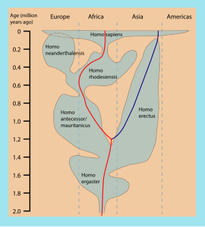 Рід Людина: Філогенетика, Посилання, Див. також