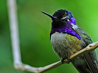 Un Beau Grand Colibri Perché Sur Une Mangeoire En Métal Buvant Beaucoup  D'eau Sucrée Pour L'énergie En Gros Plan D'été Banque D'Images et Photos  Libres De Droits. Image 176006944