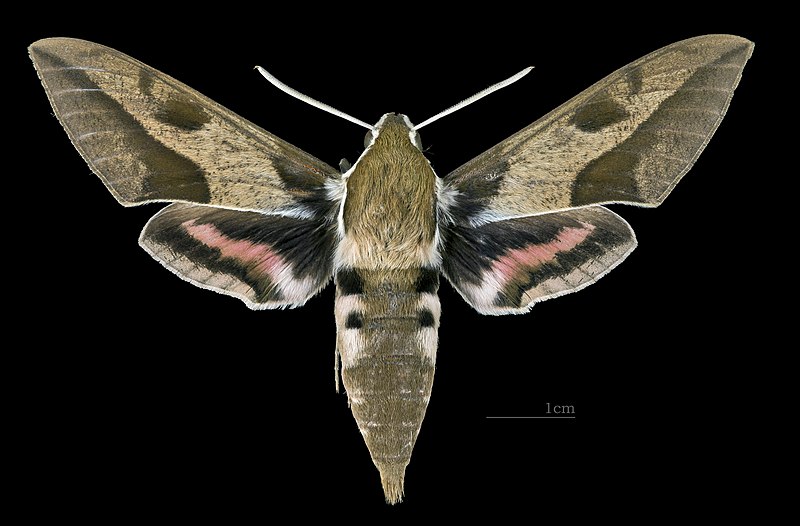 File:Hyles nicaea nicaea MHNT CUT 2010 0 187 male Aiguines Var male dorsal.jpg