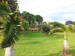 Hyophorbe lagenicaulis bottle palms - vieux grand port Mauritius.jpg