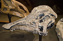 Holotype skull of Hypacrosaurus stebingeri Hypacrosaurus stebingeri holotype.jpg