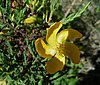 Hypericum laricifolium (9857729574) .jpg