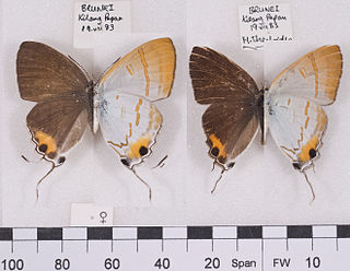 <i>Hypolycaena thecloides</i> Species of butterfly
