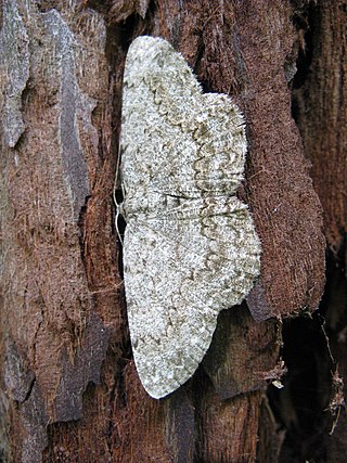 <span class="mw-page-title-main">Boarmiini</span> Tribe of moths