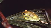 Miniatura para Hypsiboas cinerascens