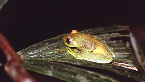 Hypsiboas cinerascens.jpg