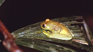Demerara Falls tree frog Species of amphibian