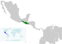 Distribución de I. maculialatus