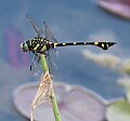 タイワンウチワヤンマ Ictinogomphus pertinax