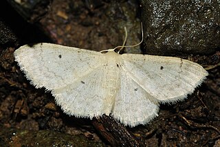 <i>Idaea mancipiata</i> Species of moth