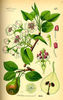 Harilik pirnipuu Pyrus communis
