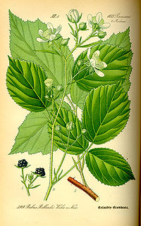 Illustration_Rubus_pedemontanus0.jpg