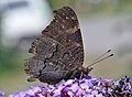 Peacock butterfly (Inachis io) Tagpfauenauge