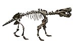 Squelette monté d'Inostrancevia alexandri, exposé au Museo delle Scienze, Trente, en Italie.
